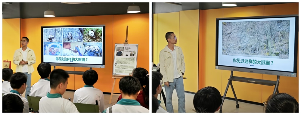 不同情境下的大熊猫